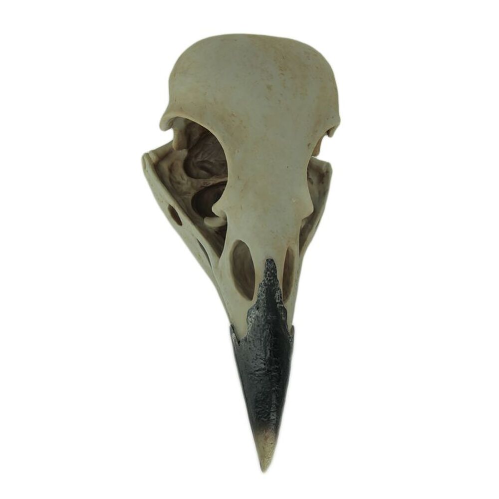 Corvus Bird of Prophecy Gothic Raven Skull Hanging Statue
